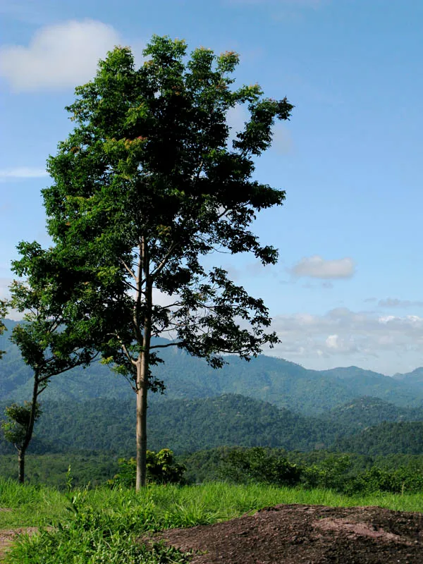 Hero image for "Something worthy of a compliment in the Thai society"